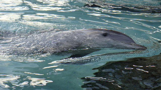 Dolphin smile in water. Dolphin in water. Dolphin head. Dolphin smiling