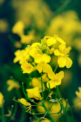 Yellow flower of blooming rapeseed on the field in Germany.