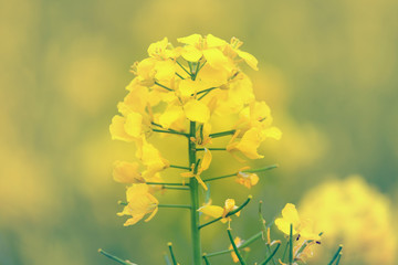 Yellow flower of blooming rapeseed on the field in Germany.