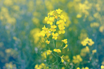 Yellow flower of blooming rapeseed on the field in Germany.