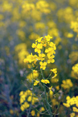 Yellow flowers of blooming rapeseed on the field in Germany.