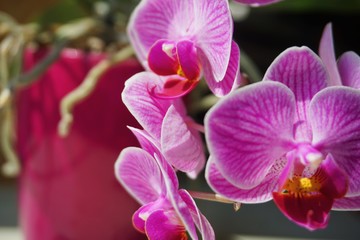 Obraz na płótnie Canvas Orchidee Knabenkrautgewächs Orchidaceae