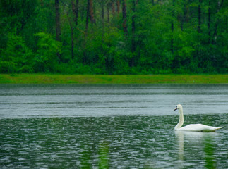 
a gentle lonely white swan floats on the surface of a beautiful forest lake in the rain