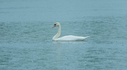 
a gentle lonely white swan floats on the surface of a beautiful forest lake in the rain