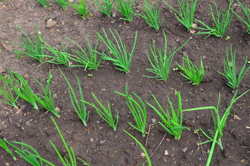 
Young onions grow in beds in the garden.