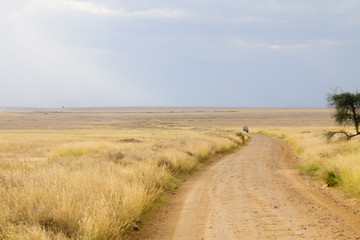 Serengeti National Park landscape, Tanzania, Africa