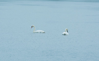
two beautiful white swans swim and fish in a forest lake in the rain
