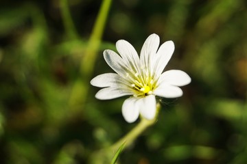 White Flower European chickweed with yellow pollen