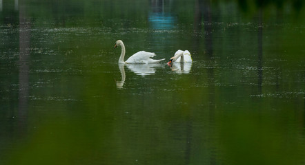 
two beautiful white swans swim and fish in a forest lake in the rain
