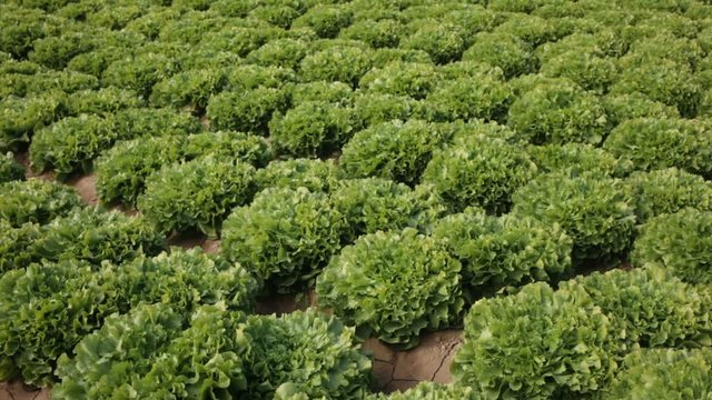 Young endive plants growing in the vegetable garden