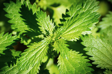 Close up of Stinging Nettle (Urtica dioica) growing on a meadow, San Francisco Bay Area, California