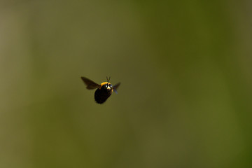 クマバチの飛翔