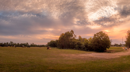 Fototapeta na wymiar Panoramic Horse Paddock Afternoon