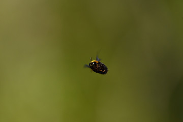 クマバチの飛翔