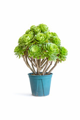 potted green succulent plant isolated