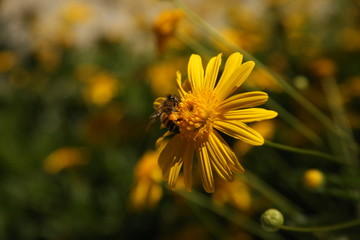 Bee feeding from a yellow flower
