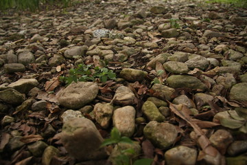 Fototapeta na wymiar Road of rocks, plants and ground 