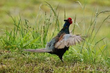 キジの母衣うち