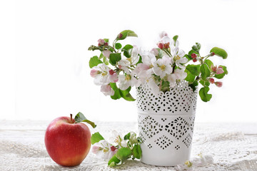 spring apple blossoms in vase and one red fruit  isolated on white