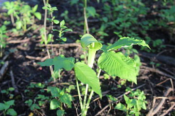 Jack-in-the-pulpit in bright sun at Campground Road Woods in Des Plaines, Illinois