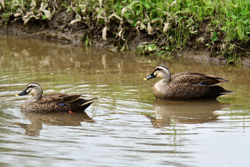 カルガモのペア