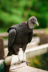 Vulture Bird of Prey