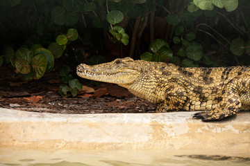 Crocodile 