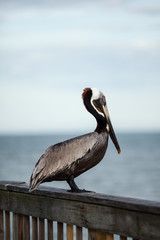 Pelican on Boardwalk