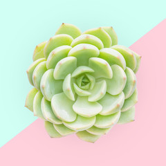 Top view of Echeveria elegans succulent plant isolated on pastel background with clipping path inside.
