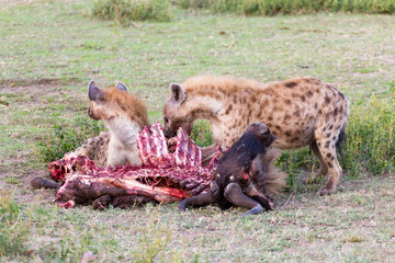 Hyenas eating wildebeest, Serengeti National Park, Africa