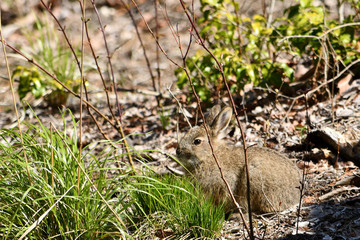 野ウサギ