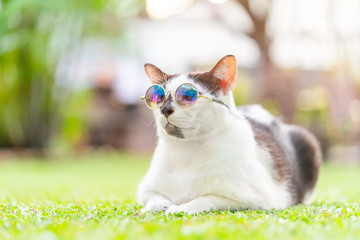 Close-up portrait of funny white brown cat wearing round sunglasses. Resting and relaxing outdoor on nature background.