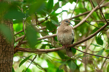 paloma ave pecho amarillecido en manglar  