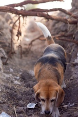 An adorable beagle is sniffing in a ditch