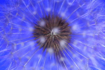 Dandelion macro on blue background

