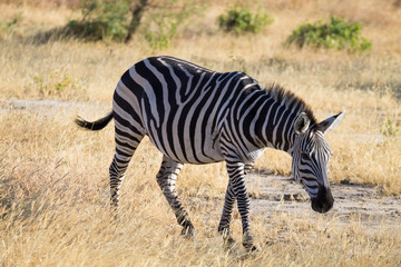 Obraz na płótnie Canvas Zebra close up, Tarangire National Park, Tanzania