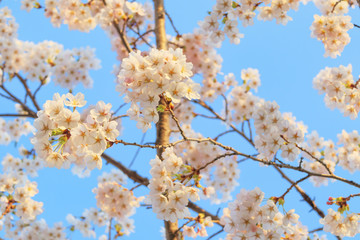 桜　空　素材