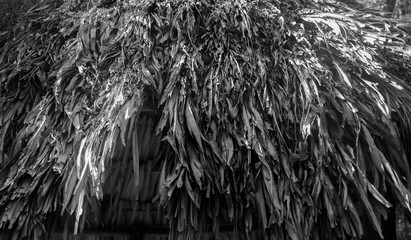 Black and white Close up of a dry palm leaves roof