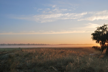 Morning in the field