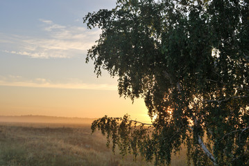 Obraz premium Morning in the field