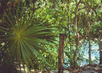 Cenote "Jardin Del Eden" is a favorite of the inhabitants of the Riviera Maya, Mexico
A cenote is a natural pit, or sinkhole