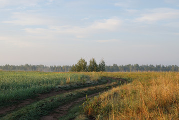 Morning in the field