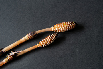 horsetails on a black background