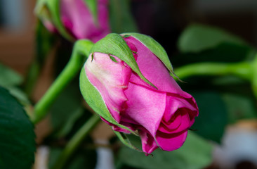 pink rose flower