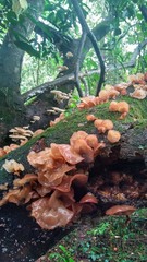 mushrooms in the forest
