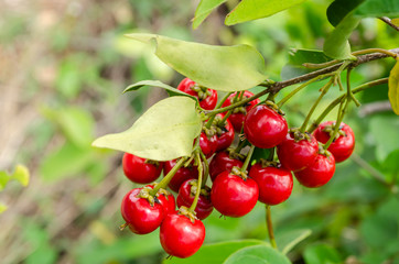 Bunch Of malpighia Glabra Fruits