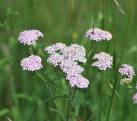 Meadow flowers Yarrow