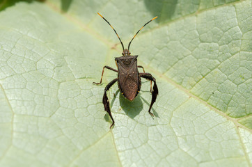 Back Of Leptoglossus Bug On Pumpkin Leaf	