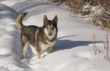 Malamute in the Snow