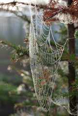 dew on a spider web